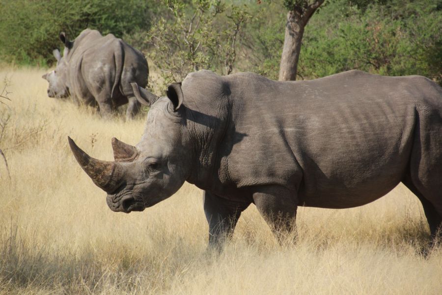 Were pleased to see that grasslands has two new rhino families