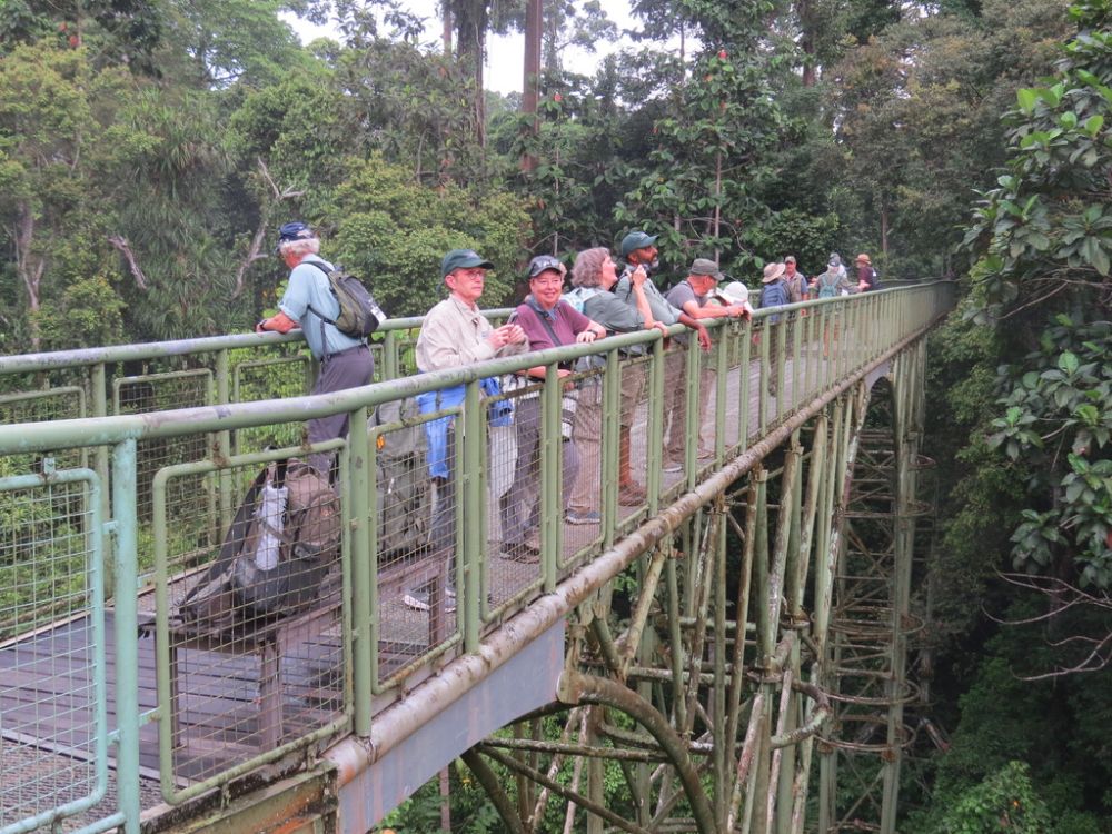 One of the great attractions of this area is the rainforest canopy bridges everywhere .