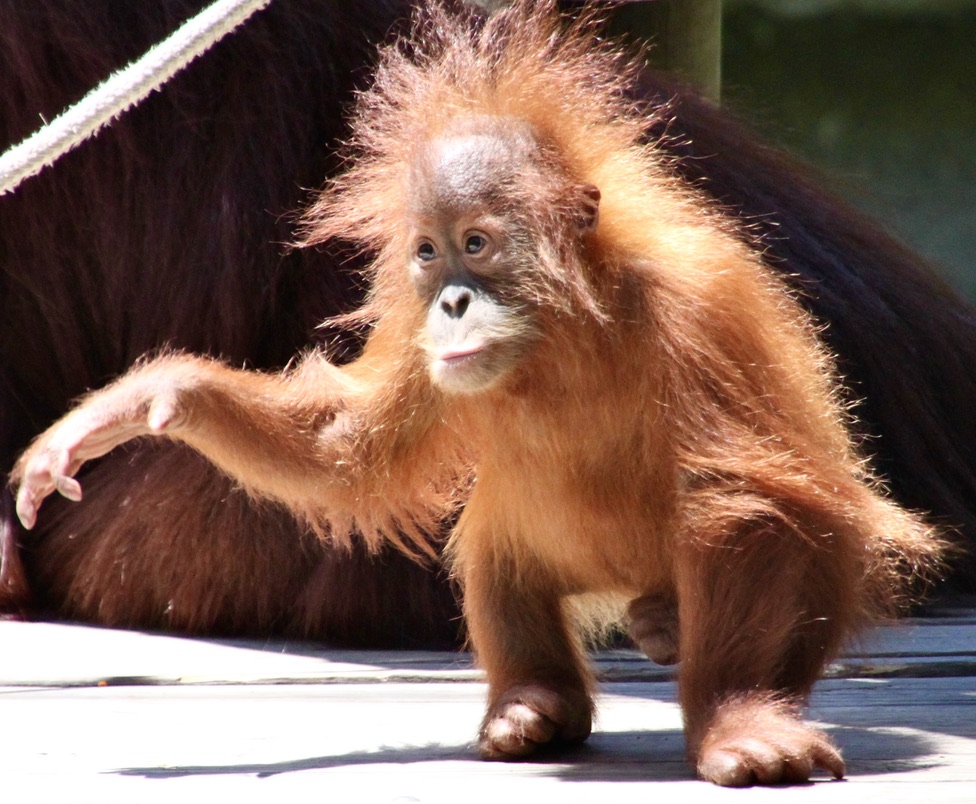 We left Borneo with a new appreciation of the dangers of palm oil to orangutans and wildlife.