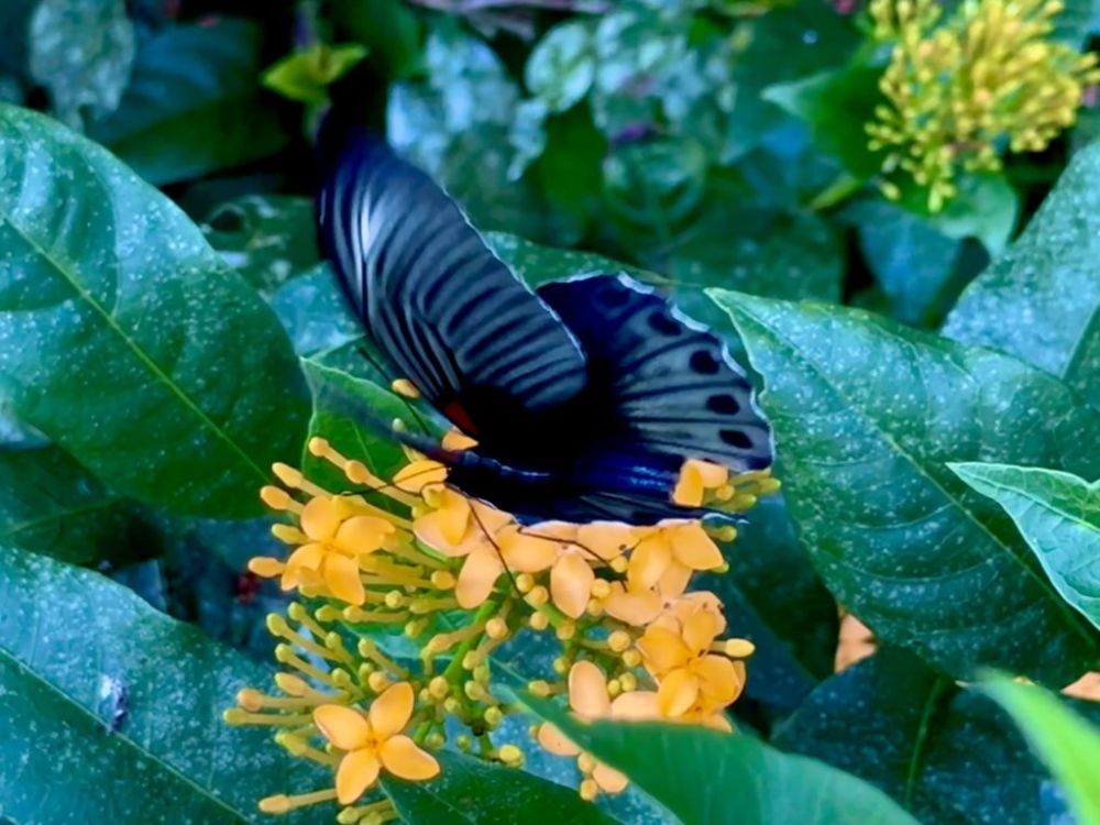 As we watched the bats fly out, I couldn't help but focus on this small hummingbird moth pollinating flowers around us.