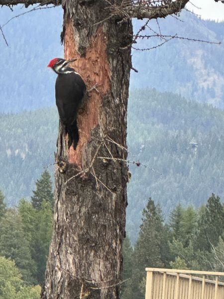 Besides this beautiful woodpecker, all we saw were mountain goats and chipmunks