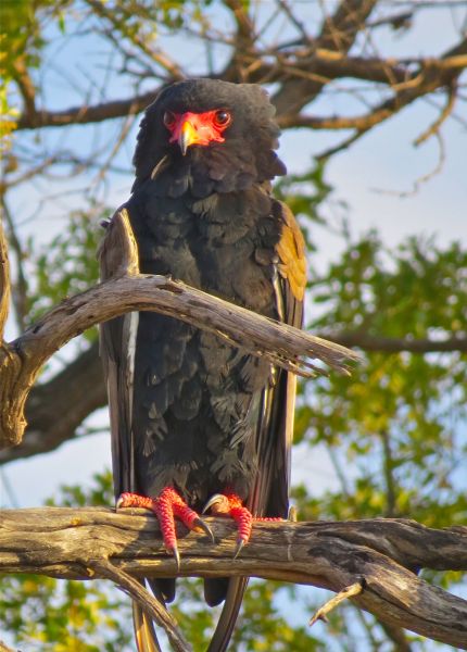 The Bateleur Eagle- of Africa's most beautiful predators!