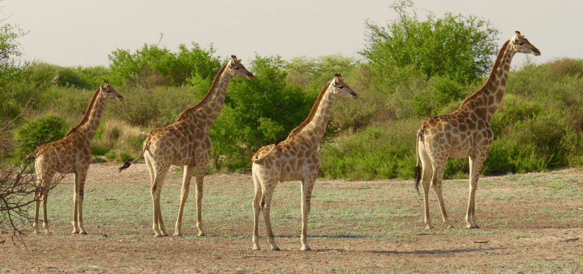 This year we must've seen over a hundred giraffes during our Safari