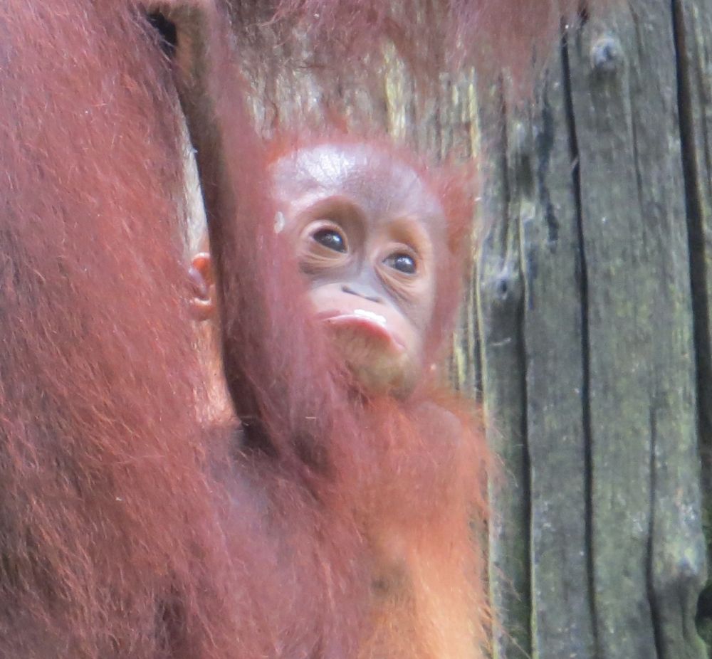 We watched this baby and her mother for almost an hour