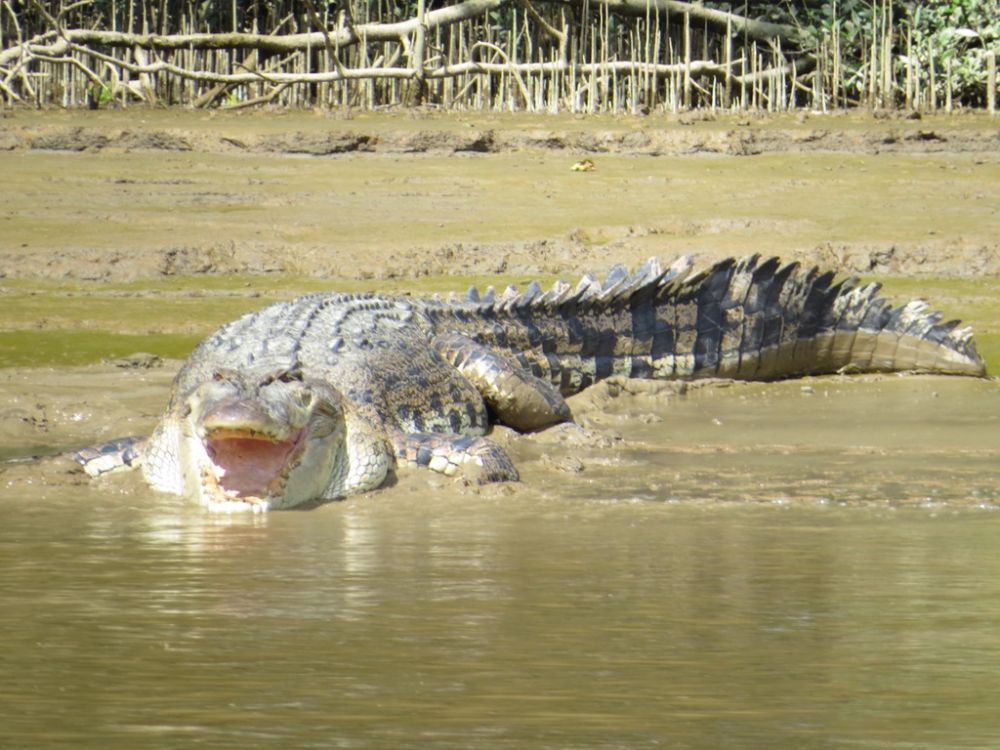 After four days in the rainforest, we took boats up the river to our next lodge miles from the nearest roads