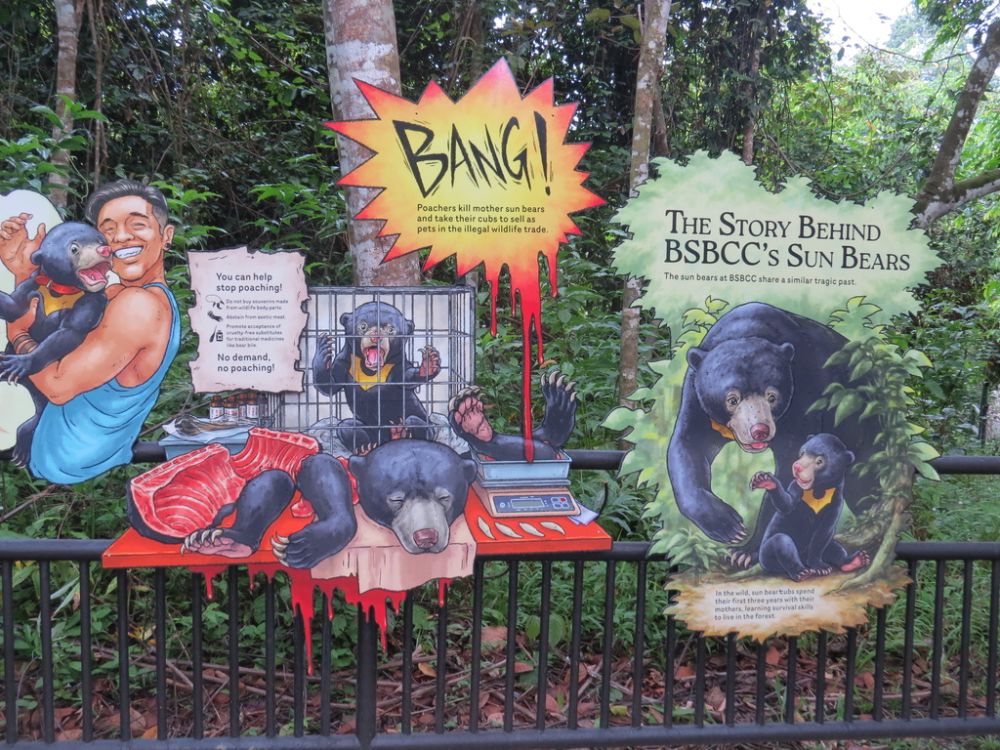 Since Bears are so cute, for many years they were captured as pets, or eaten by the Chinese for their magical powers