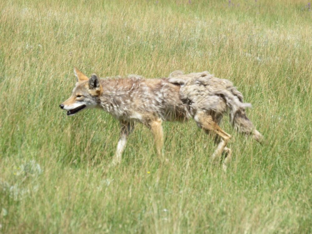 Coyote in the Caldera, halfway through losing its winter coat.