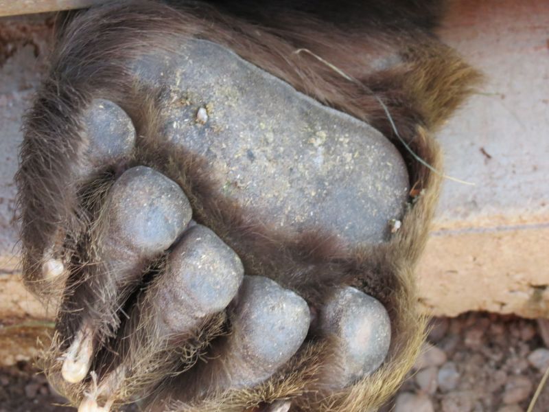 We made our way back to Idaho where I could photograph and draw bear paws up close and personal