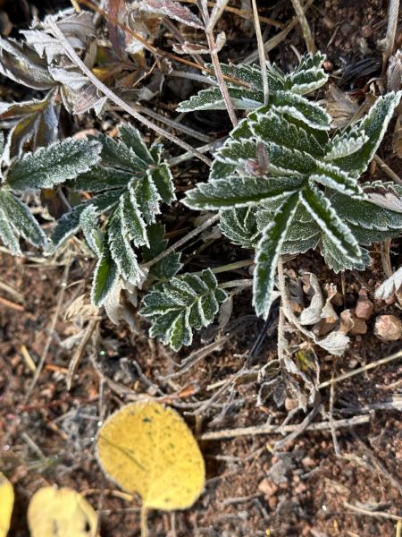 We love the little details like frost lining the leaves early in the morning