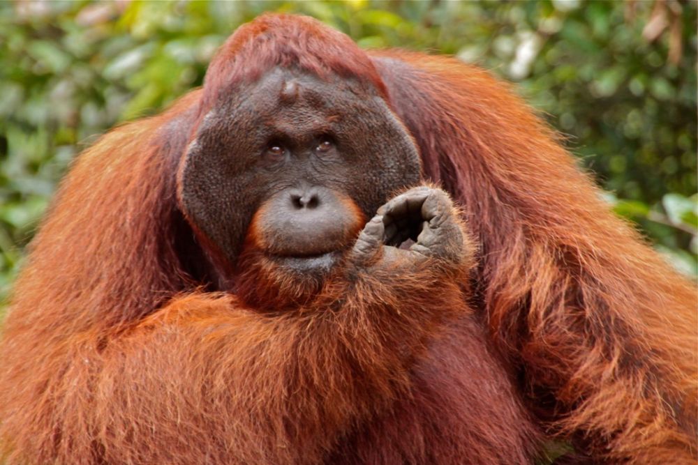 Males develop large pads on each side of their face as they get older to attract females!