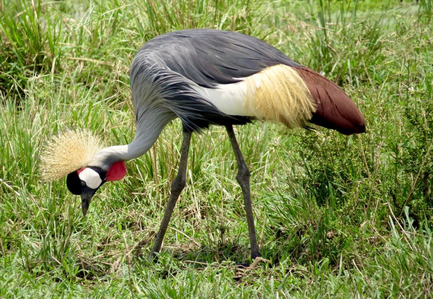 The birds of  the OKAVANGO Delta  are beautiful,  like this crowned crane