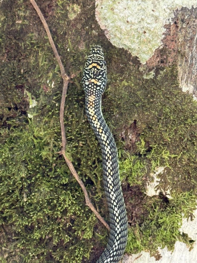 I didn't know if it was poisonous or not, but we had to get it out of our room