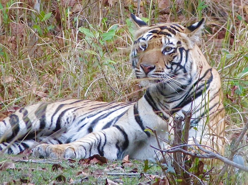 We could watch tigers relaxing in the wild for hours on end