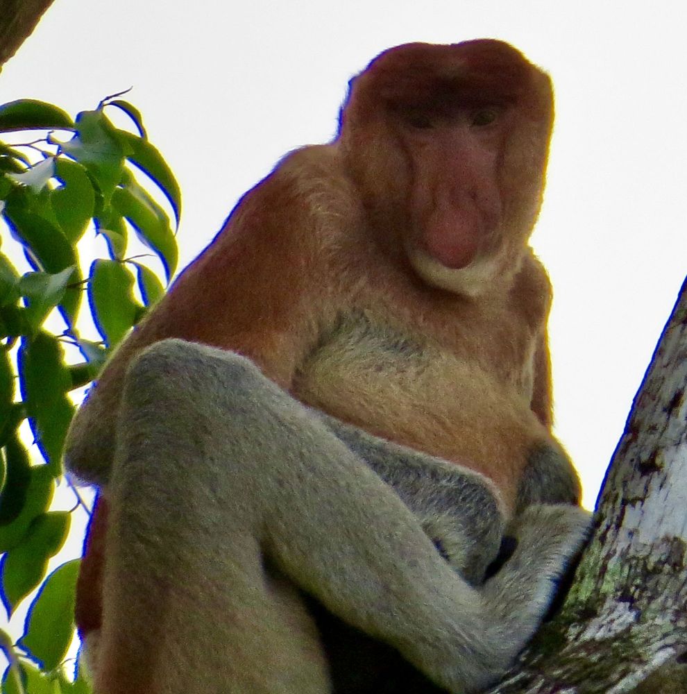 On the way up the river, we spotted this proboscis monkey, found nowhere else in the world