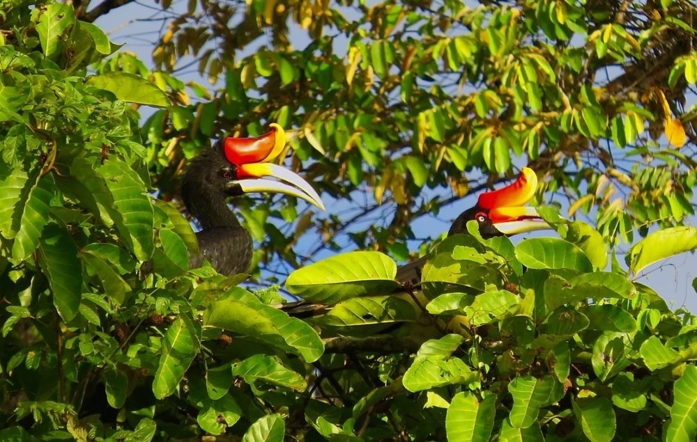 One of the most unusual birds in the world, the rhinoceros hornbill