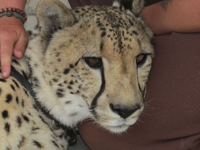 We enjoyed getting to pet cheetahs , Merkats and  learn about cheetah conservation  at Cheetah Outreach