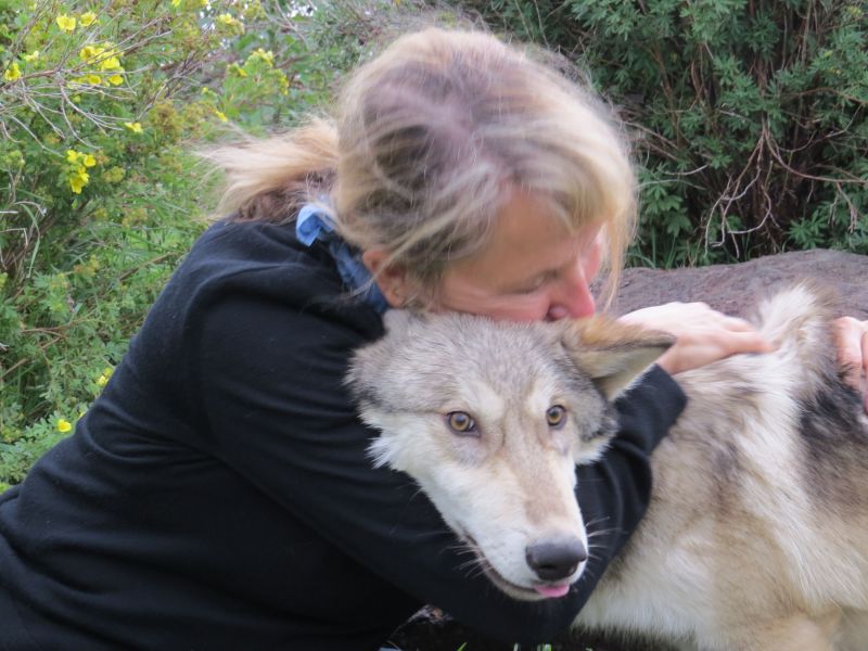  In case I didn't mention it- there is really nothing like hugging a wolf pup