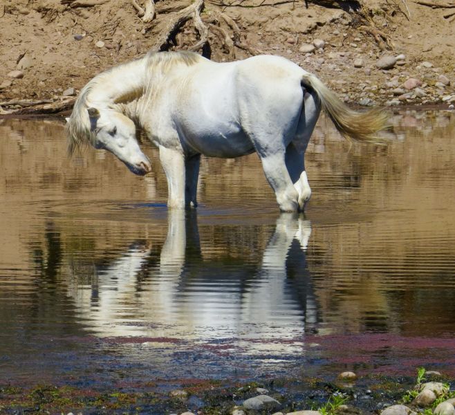  This beautiful white stallion may give you a clue to this adventure!