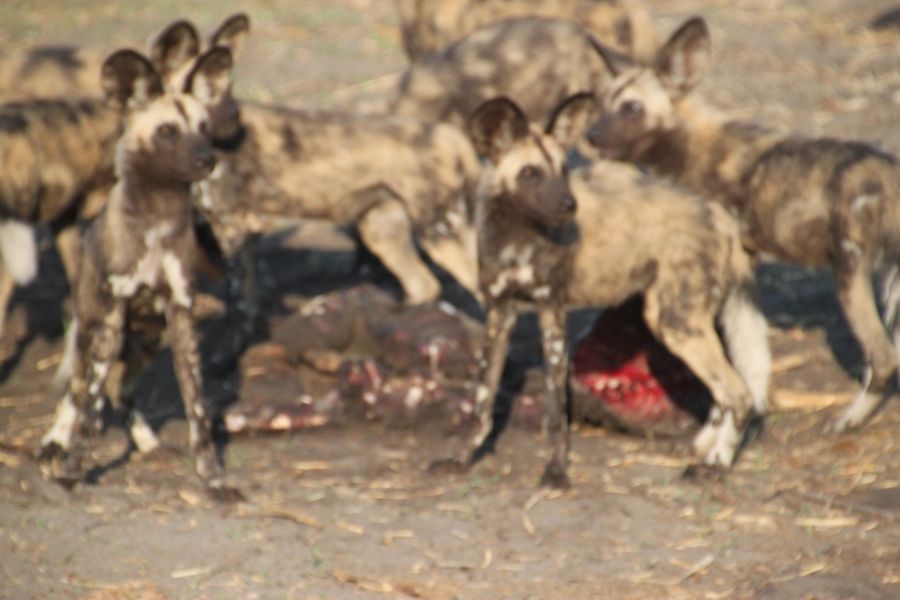 Watching the hierarchy of a wild dog pack in action is amazing