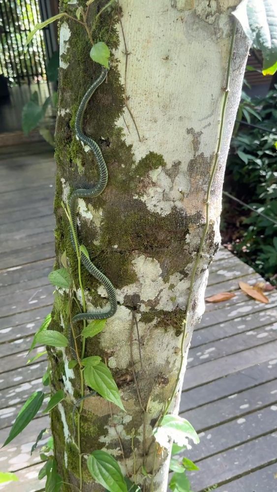 When I let him loose on this tree, he just moved up a few feet and sat there staring at me.