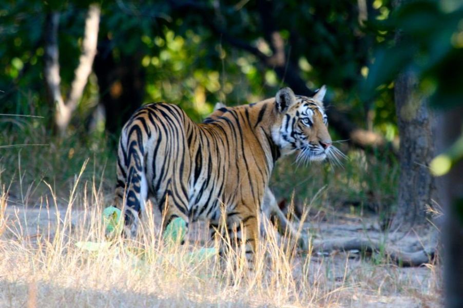 There are a few things more thrilling and beautiful than seeing a tiger in the wild.