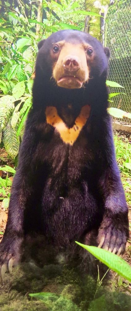 The sun bears of Borneo are quite unique, but they chest patch of blonde hair in the shape of a V