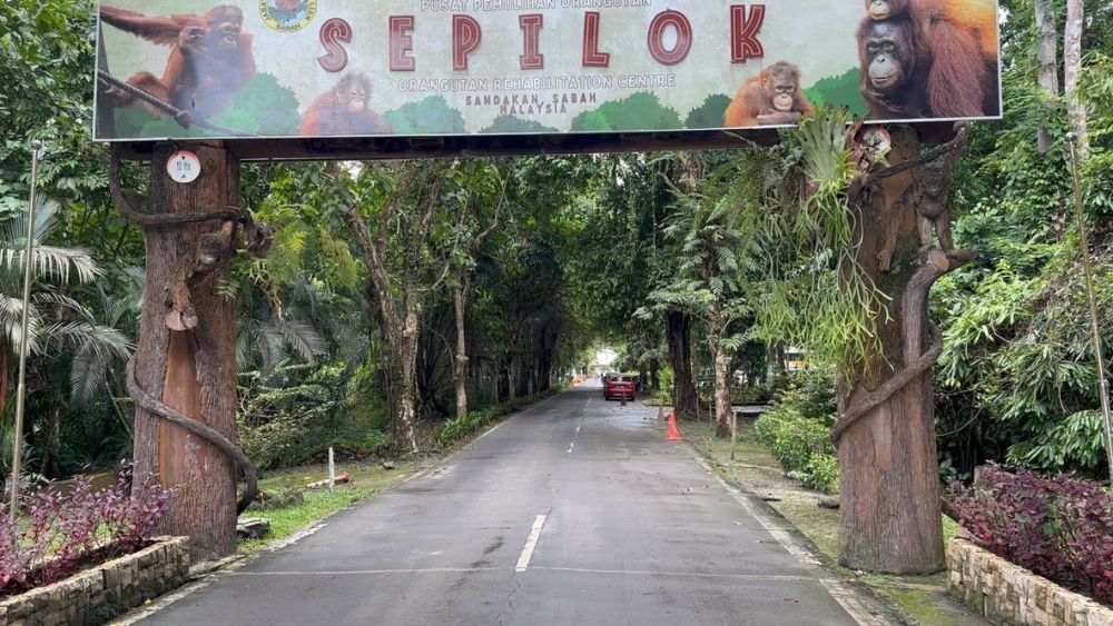 They economy of this entire area is dependent on orangutan tourism