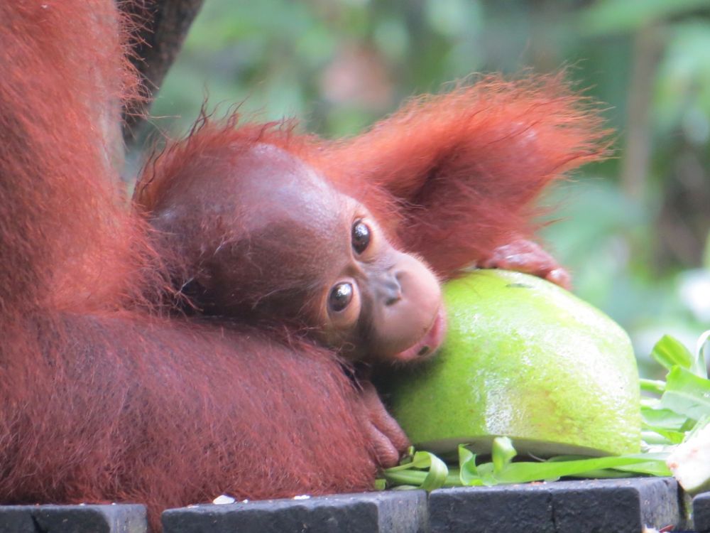 There are a few things cuter than a baby orangutan