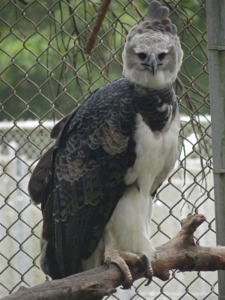 A rare juvenile Harpy  eagle