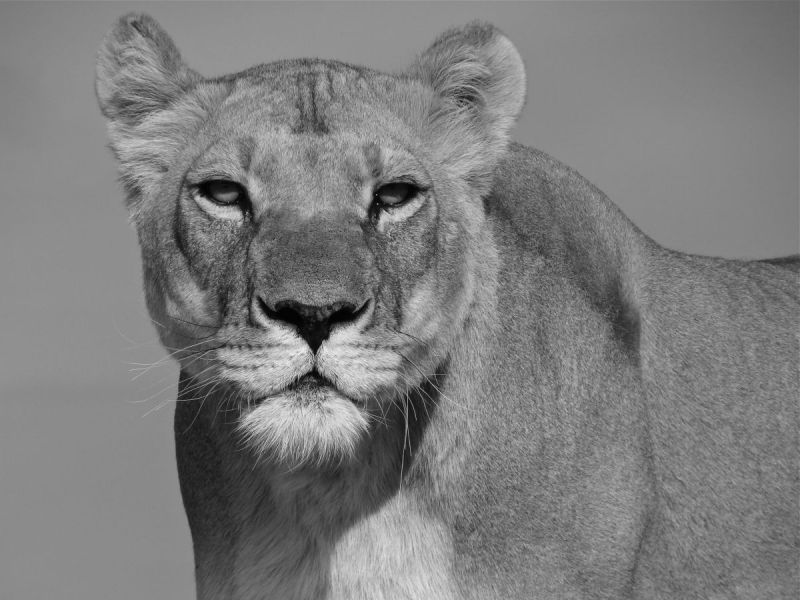 Lioness of the Kalahari