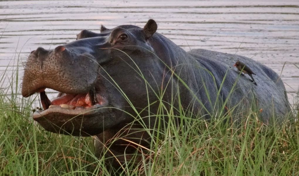 An old Male Hippo