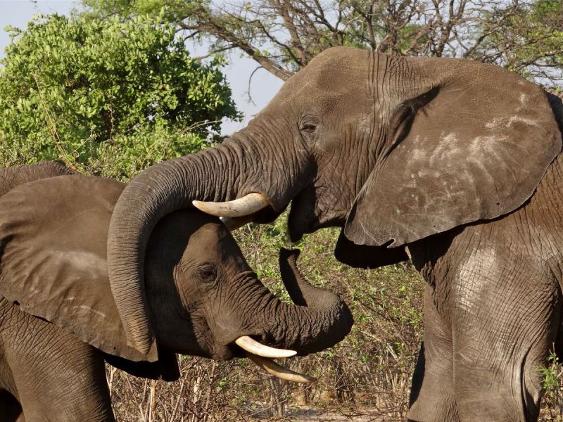 Elephant buddies playing