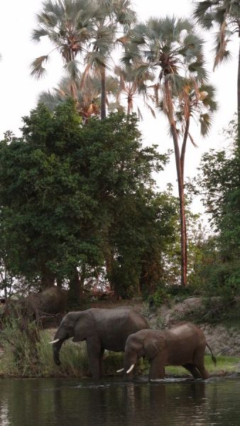 Elephants on the Zambezi–the future art piece