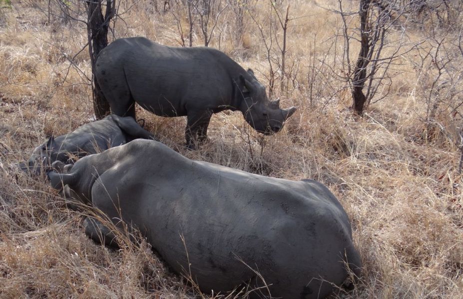 A black rhino family