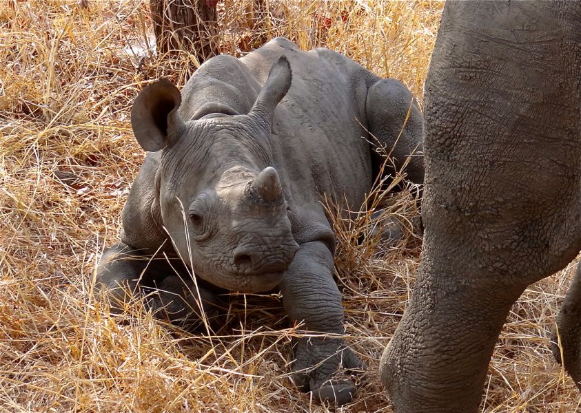 Baby black rhino
