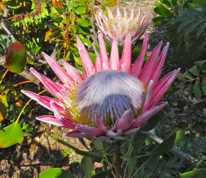 The Protea-South Africa's national flower