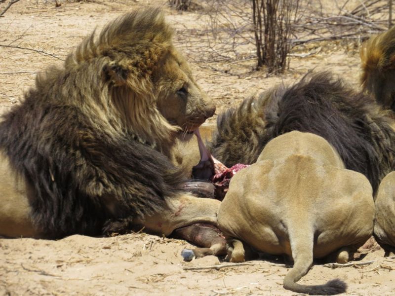 We watched as the Lions attacked the carcasses