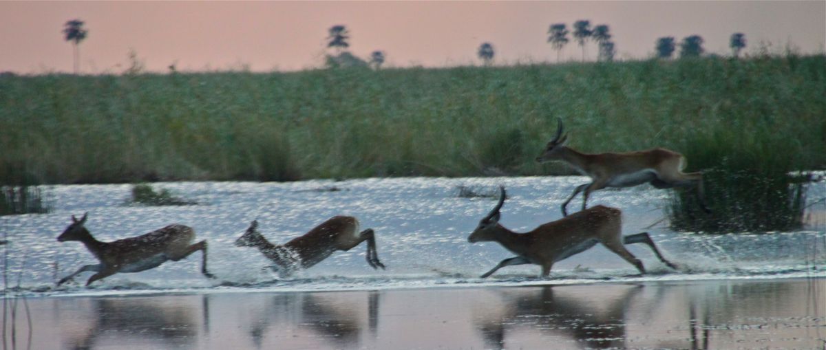 Red Lechwe antelope running through the shallows.