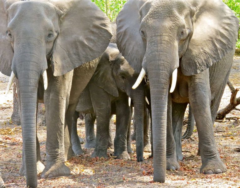 Even baby elephants are susceptible to line attack