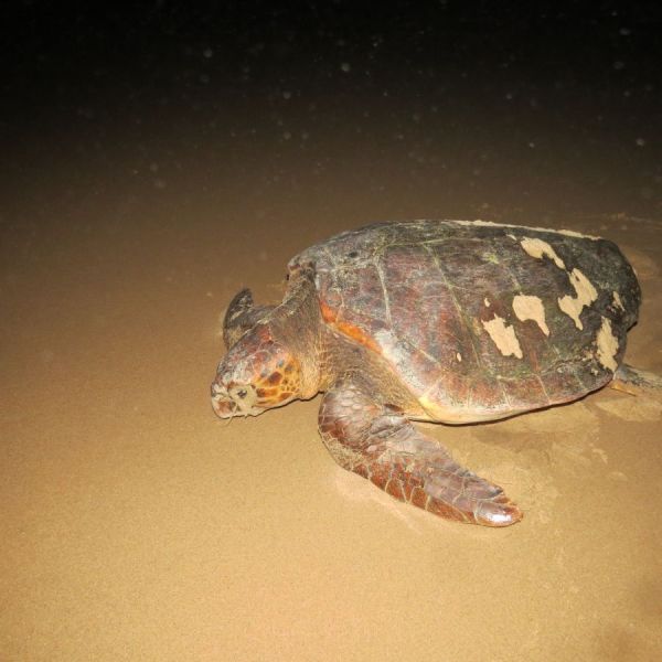 Each night we walked the beach and watched the huge loggerhead turtles coming in to lay their eggs