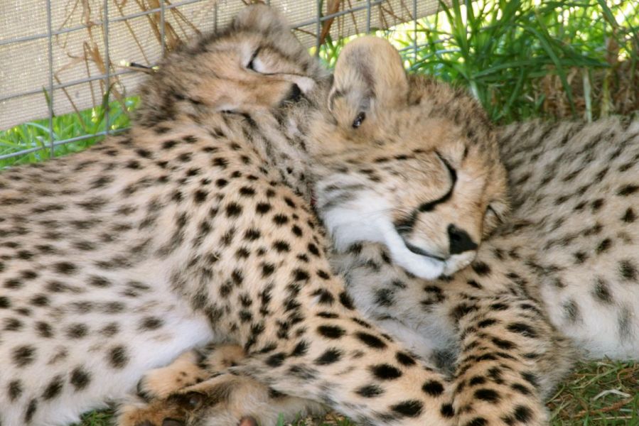 Sleeping cubs. 