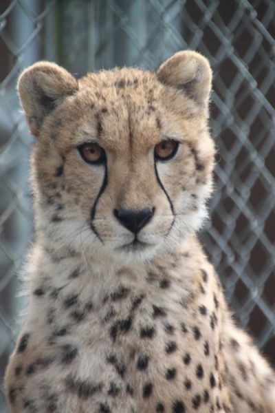 Cheetahs- one of the most endangered species on the planet