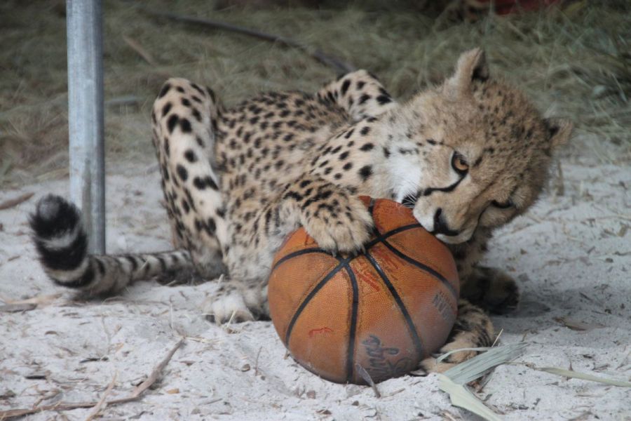 Playing with basketballs
