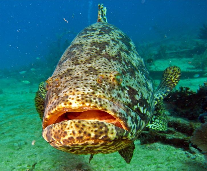 Big grouper on the reef