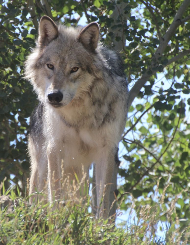 One of my dear models.