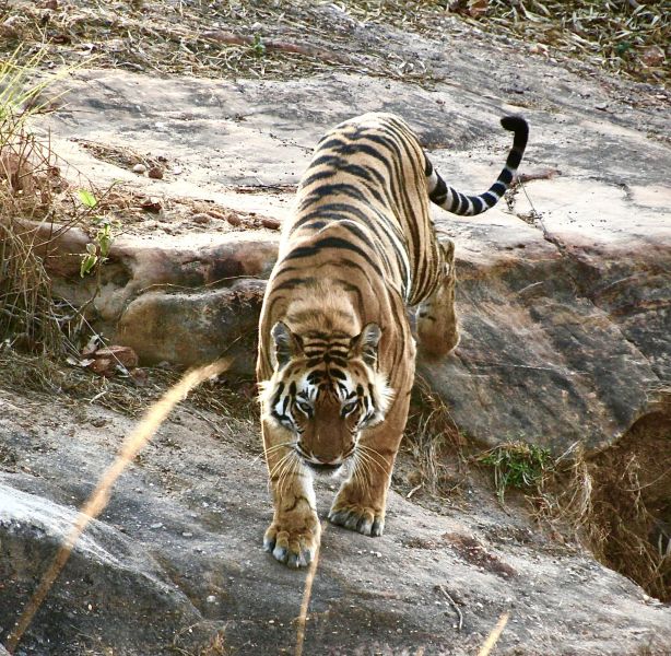 Although hard to find, when you do see a tiger , it is an experience to remember