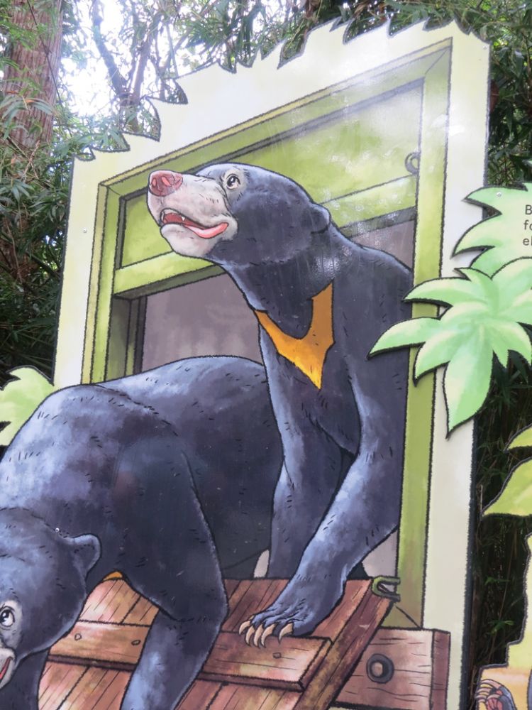 Sun bears have a distinctive bat shaped yellow design on their chest