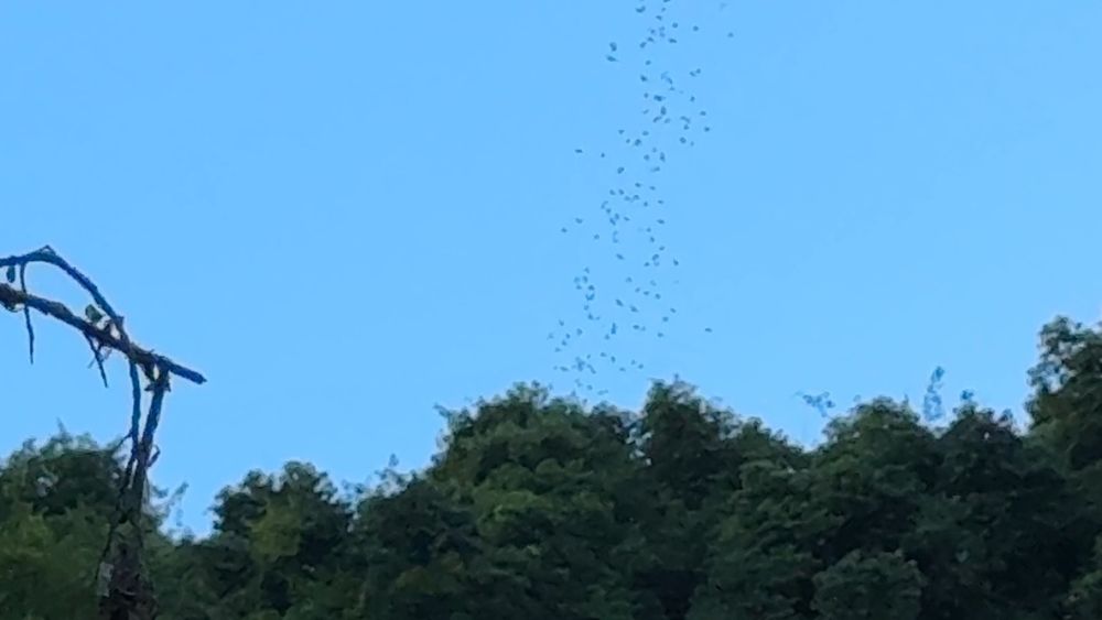 As the sun goes down, millions of bats fly out to harvest insects from the rainforest surrounding the caves.