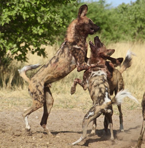 They are still raising wild dog packs and getting to see the wild dogs eat is quite a thrill.