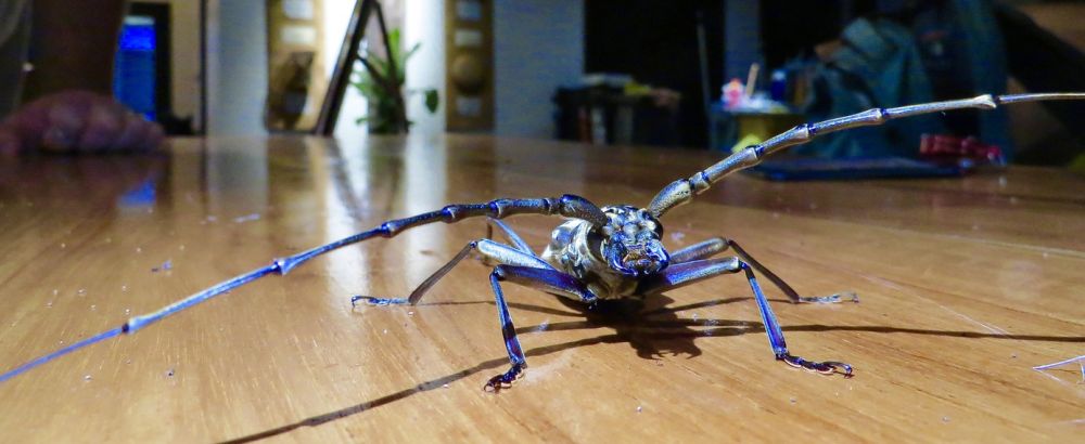 Although the interior the lodge was quite luxurious, thanks to it's openness, you never forgot you were in the middle of the rainforest.